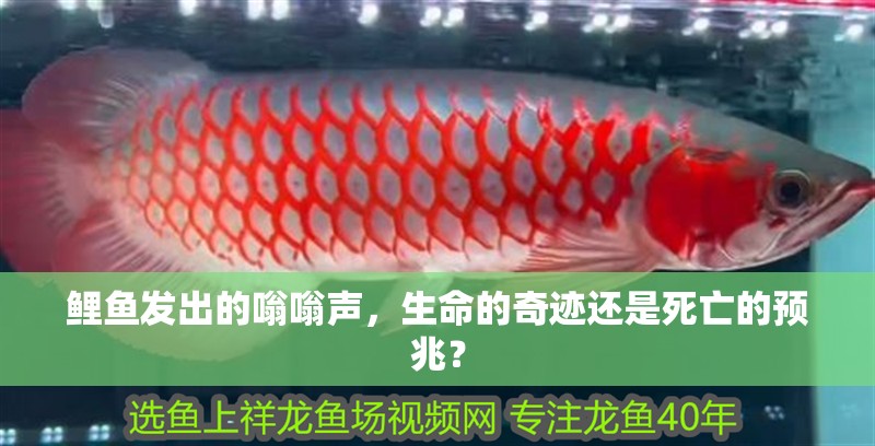 鯉魚發出的嗡嗡聲，生命的奇跡還是死亡的預兆？