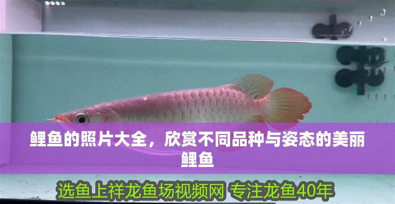 鯉魚的照片大全，欣賞不同品種與姿態的美麗鯉魚
