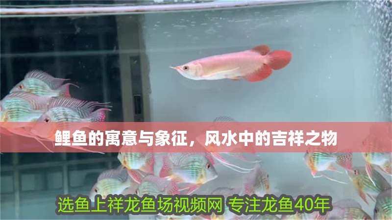 鯉魚的寓意與象征，風水中的吉祥之物