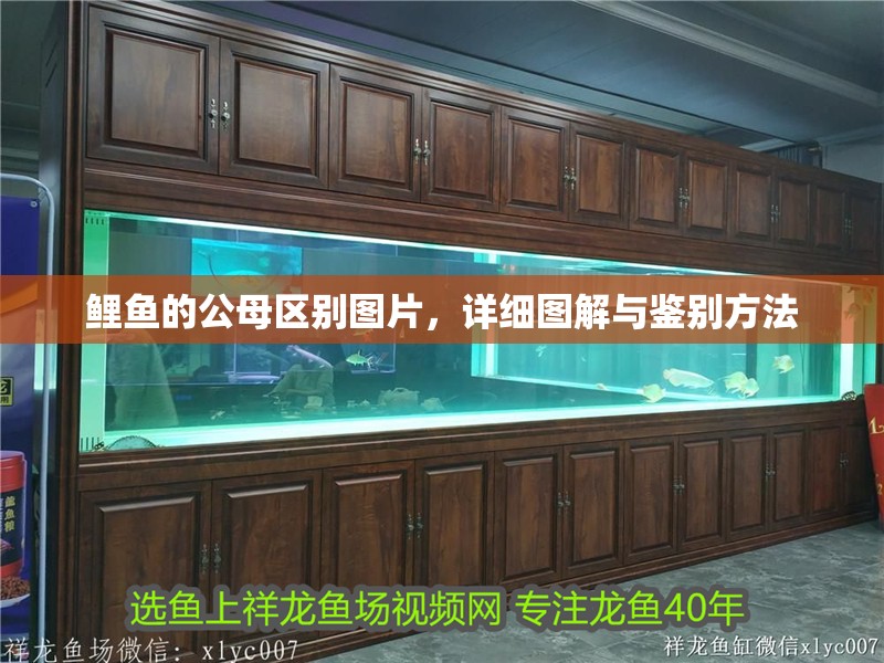 鯉魚的公母區別圖片，詳細圖解與鑒別方法