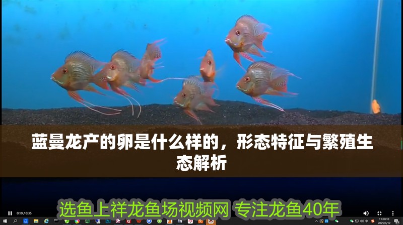 藍(lán)曼龍產(chǎn)的卵是什么樣的，形態(tài)特征與繁殖生態(tài)解析