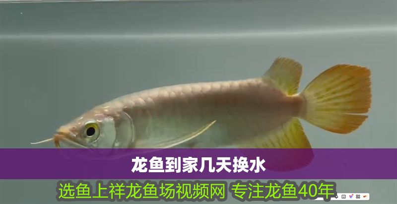 龍魚到家幾天換水