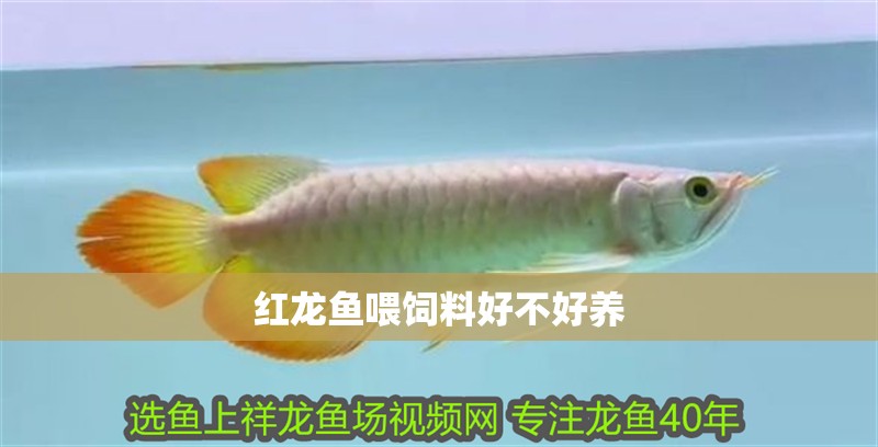 紅龍魚喂飼料好不好養
