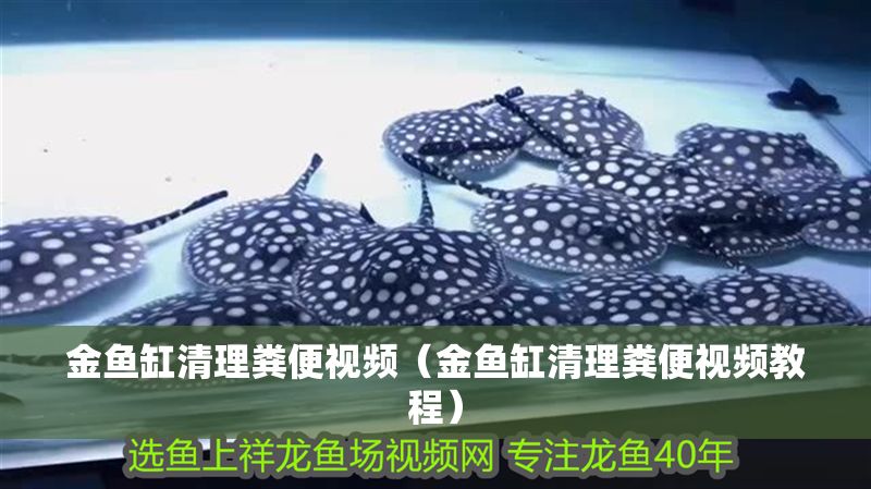 金魚缸清理糞便視頻（金魚缸清理糞便視頻教程）