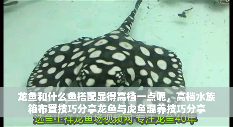 龍魚和什么魚搭配顯得高檔一點(diǎn)呢，高檔水族箱布置技巧分享龍魚與虎魚混養(yǎng)技巧分享