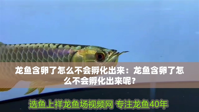 龍魚含卵了怎么不會孵化出來：龍魚含卵了怎么不會孵化出來呢？ 龍魚含卵了怎么不會孵化出來：龍魚含卵了怎么不會孵化出來呢？ 龍魚百科