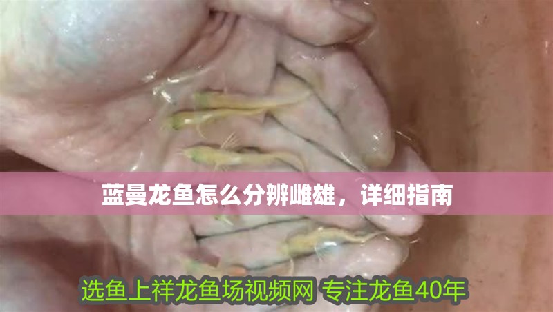 藍曼龍魚怎么分辨雌雄，詳細指南 藍曼龍魚怎么分辨雌雄，詳細指南 龍魚百科 第1張