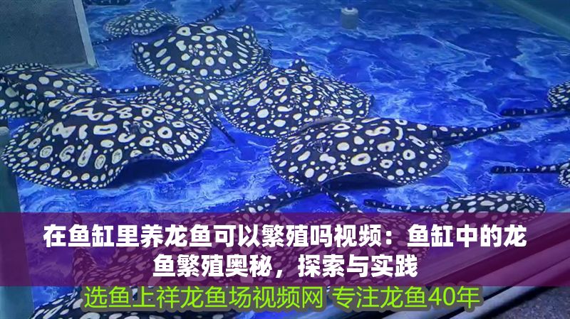 在魚缸里養(yǎng)龍魚可以繁殖嗎視頻：魚缸中的龍魚繁殖奧秘，探索與實踐