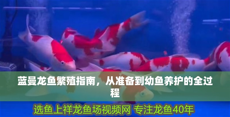 藍曼龍魚繁殖指南，從準備到幼魚養護的全過程 藍曼龍魚繁殖指南，從準備到幼魚養護的全過程 龍魚百科 第1張