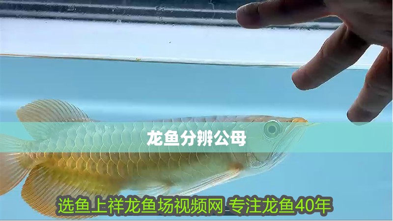 龍魚分辨公母