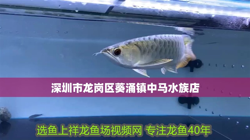 深圳市龍崗區葵涌鎮中馬水族店 深圳市龍崗區葵涌鎮中馬水族店 全國水族館企業名錄 第1張