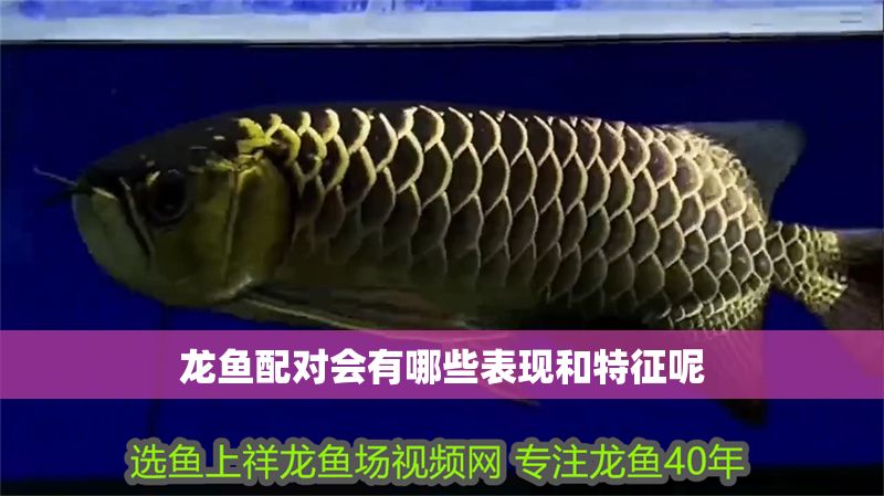 龍魚配對會(huì)有哪些表現(xiàn)和特征呢 龍魚配對會(huì)有哪些表現(xiàn)和特征呢 龍魚百科 第2張