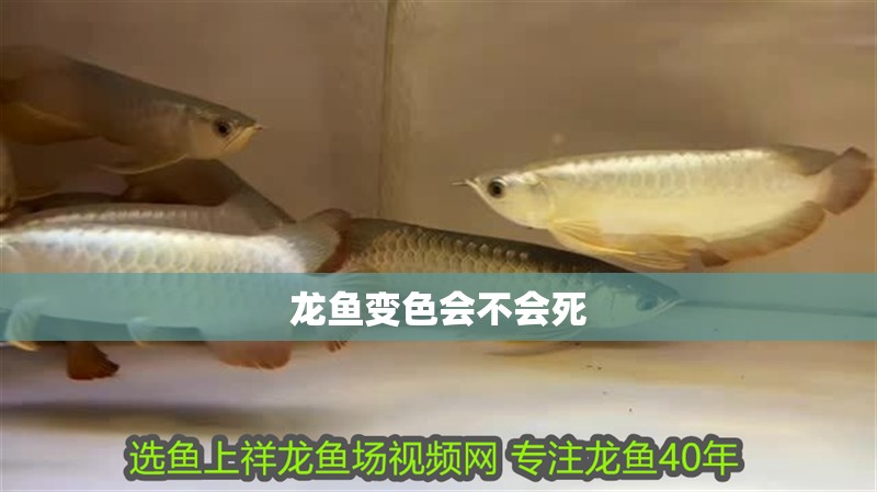 龍魚變色會(huì)不會(huì)死