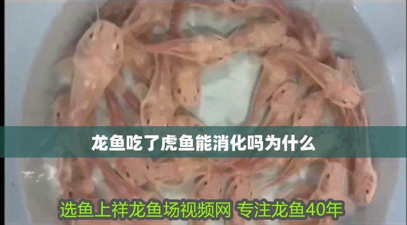 龍魚吃了虎魚能消化嗎為什么