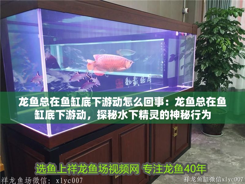龍魚總在魚缸底下游動(dòng)怎么回事：龍魚總在魚缸底下游動(dòng)，探秘水下精靈的神秘行為