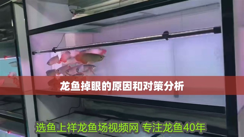 龍魚掉眼的原因和對策分析