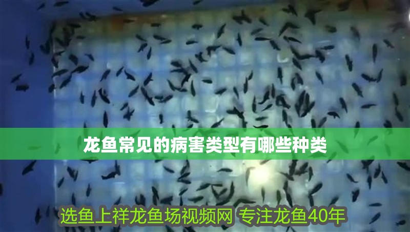 龍魚(yú)常見(jiàn)的病害類(lèi)型有哪些種類(lèi) 龍魚(yú)常見(jiàn)的病害類(lèi)型有哪些種類(lèi) 龍魚(yú)百科 第1張