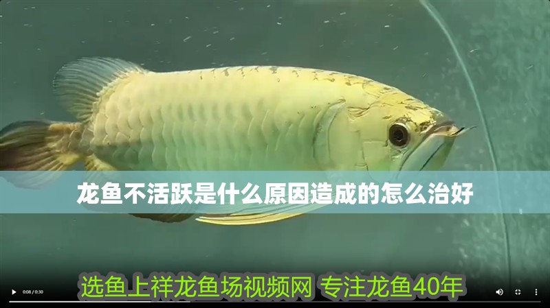 龍魚不活躍是什么原因造成的怎么治好