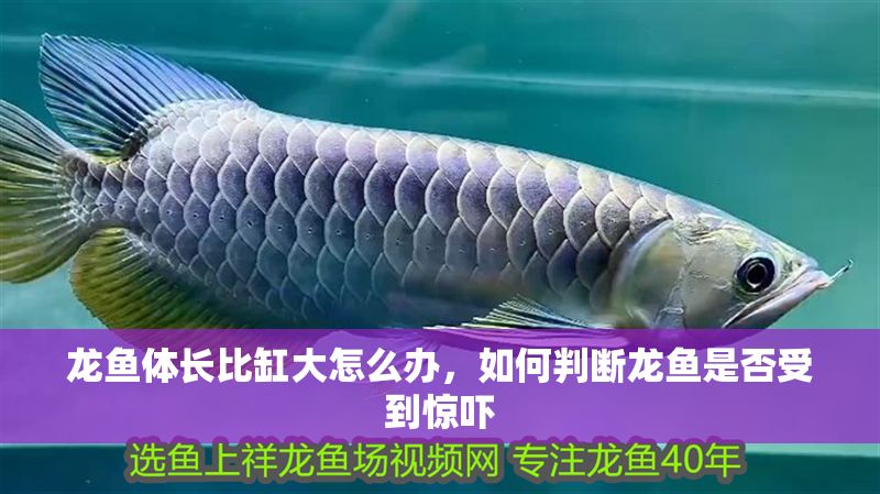 龍魚體長比缸大怎么辦,如何判斷龍魚是否受到驚嚇 龍魚百科 第2張 龍魚體長比缸大怎么辦,如何判斷龍魚是否受到驚嚇 龍魚體長比缸大怎么辦,如何判斷龍魚是否受到驚嚇 龍魚百科 第2張