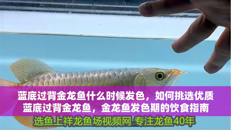 藍底過背金龍魚什么時候發色，如何挑選優質藍底過背金龍魚，金龍魚發色期的飲食指南