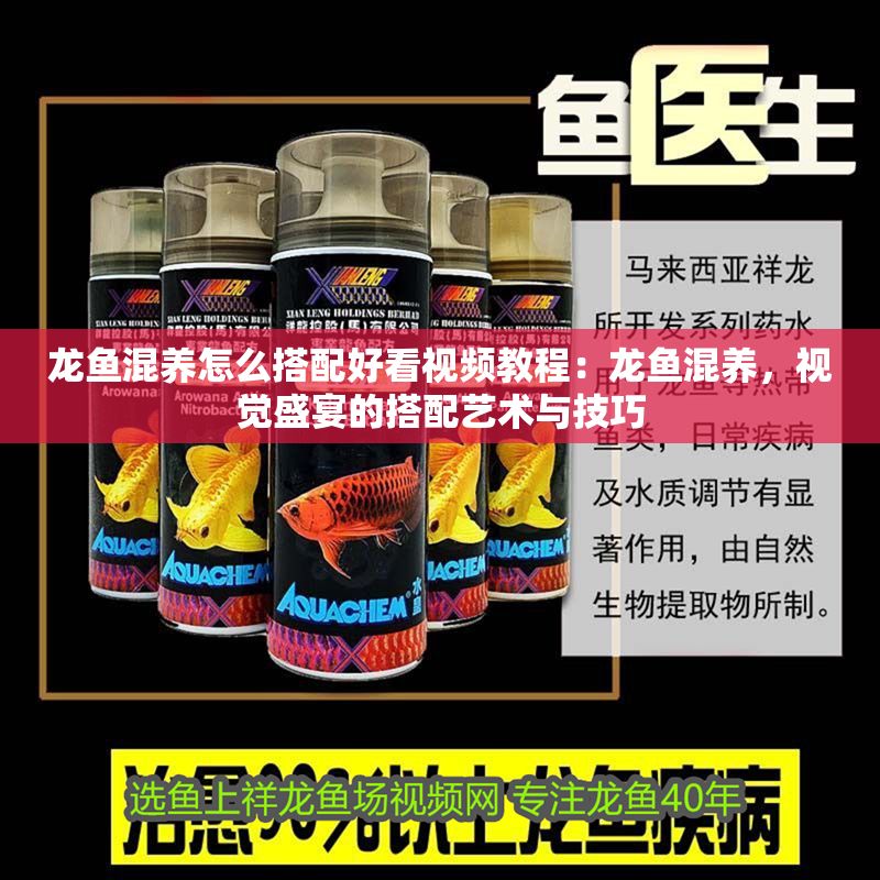龍魚混養怎么搭配好看視頻教程：龍魚混養，視覺盛宴的搭配藝術與技巧