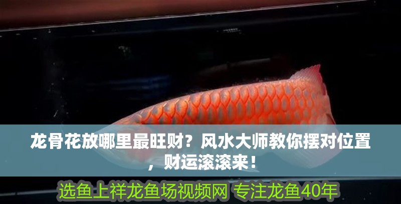 龍骨花放哪里最旺財？風(fēng)水大師教你擺對位置，財運滾滾來！