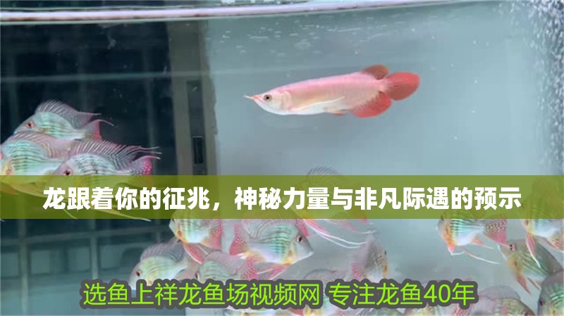 龍跟著你的征兆，神秘力量與非凡際遇的預(yù)示
