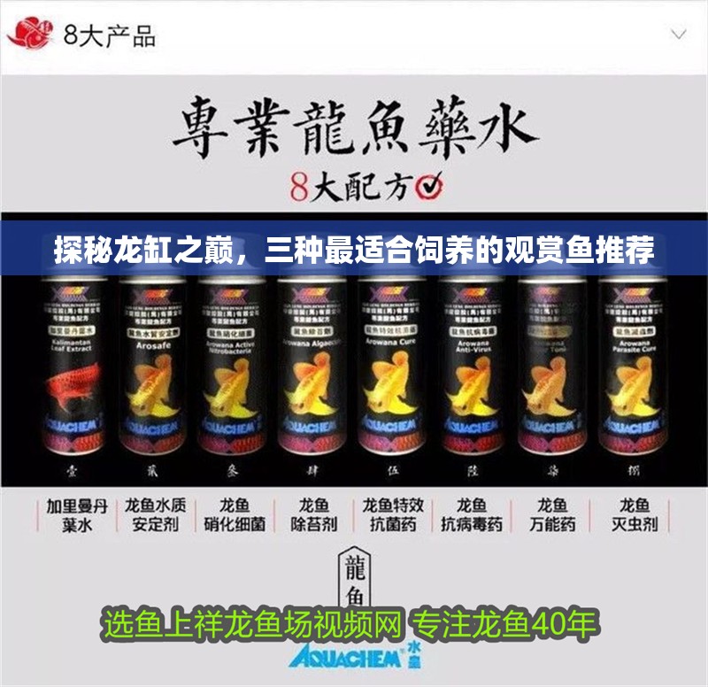 探秘龍缸之巔，三種最適合飼養的觀賞魚推薦 探秘龍缸之巔，三種最適合飼養的觀賞魚推薦 龍魚百科 第1張