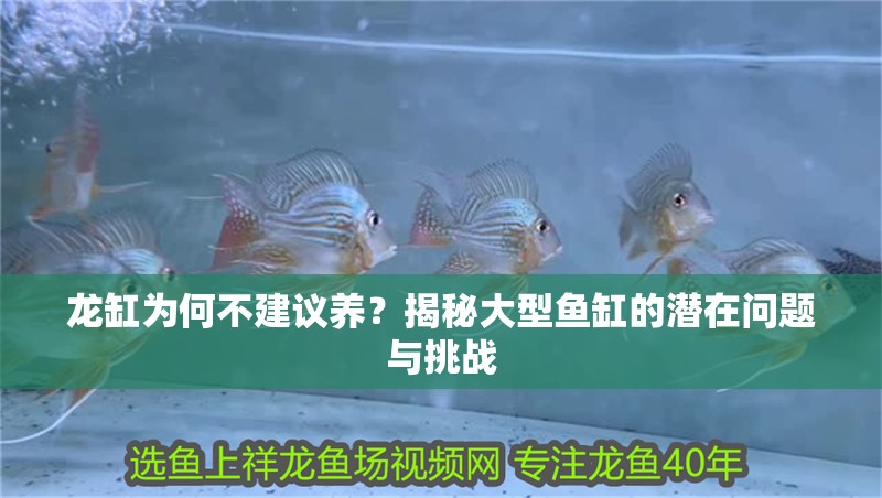 龍缸為何不建議養？揭秘大型魚缸的潛在問題與挑戰