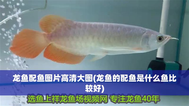 龍魚(yú)配魚(yú)圖片高清大圖(龍魚(yú)的配魚(yú)是什么魚(yú)比較好)
