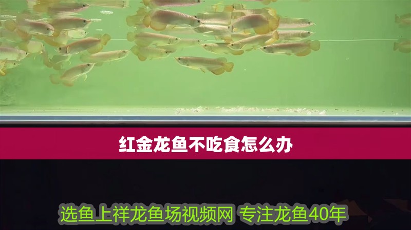紅金龍魚不吃食怎么辦