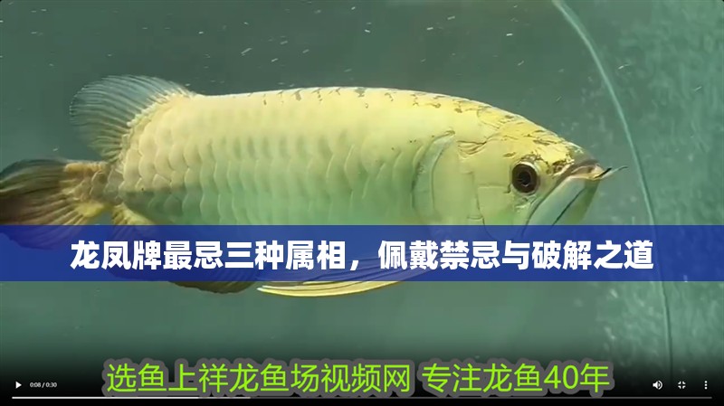 龍鳳牌最忌三種屬相,佩戴禁忌與破解之道 龍魚百科 第1張 龍鳳牌最忌三種屬相,佩戴禁忌與破解之道 龍鳳牌最忌三種屬相,佩戴禁忌與破解之道 龍魚百科 第1張