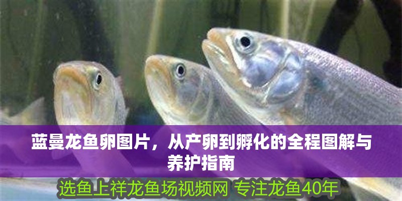 藍曼龍魚卵圖片，從產卵到孵化的全程圖解與養護指南