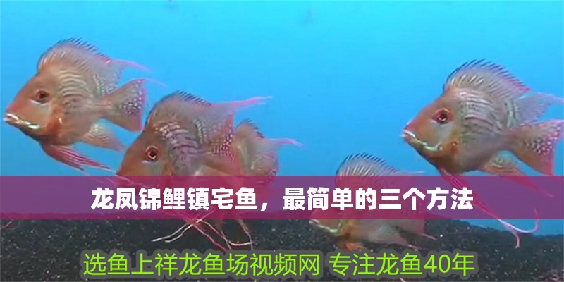 龍鳳錦鯉鎮宅魚,最簡單的三個方法 龍魚百科 第1張 龍鳳錦鯉鎮宅魚,最簡單的三個方法 龍鳳錦鯉鎮宅魚,最簡單的三個方法 龍魚百科 第1張
