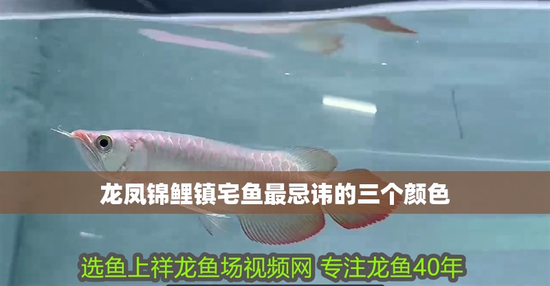 龍鳳錦鯉鎮(zhèn)宅魚最忌諱的三個(gè)顏色