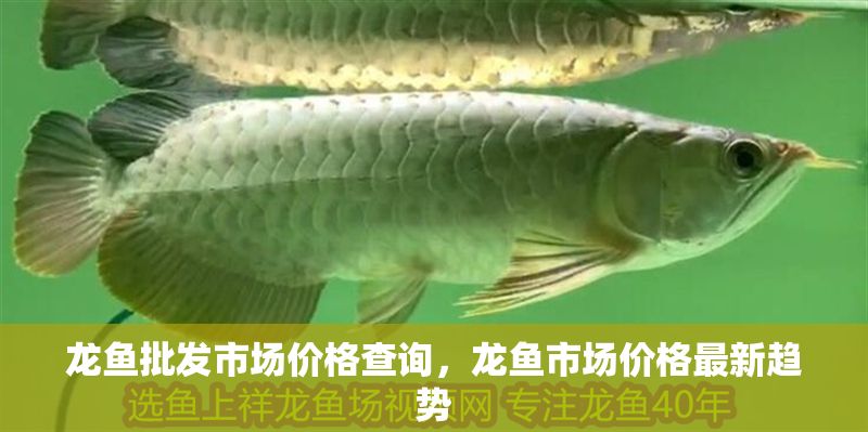 龍魚(yú)批發(fā)市場(chǎng)價(jià)格查詢，龍魚(yú)市場(chǎng)價(jià)格最新趨勢(shì) 龍魚(yú)批發(fā)市場(chǎng)價(jià)格查詢，龍魚(yú)市場(chǎng)價(jià)格最新趨勢(shì) 龍魚(yú)百科 第2張