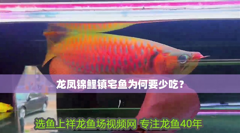 龍鳳錦鯉鎮(zhèn)宅魚為何要少吃？
