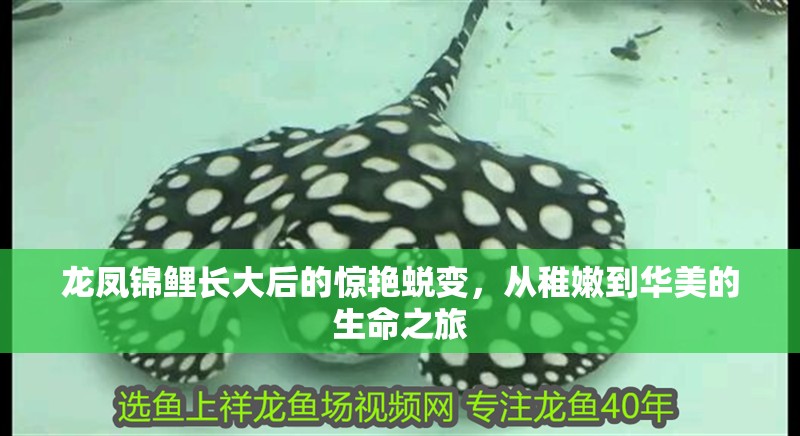 龍鳳錦鯉長大后的驚艷蛻變，從稚嫩到華美的生命之旅