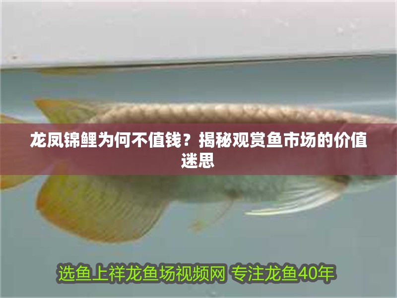 龍鳳錦鯉為何不值錢？揭秘觀賞魚市場的價值迷思