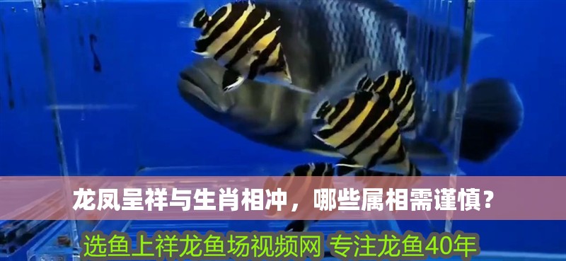 龍鳳呈祥與生肖相沖，哪些屬相需謹慎？