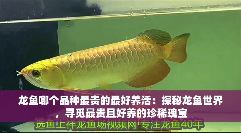 龍魚哪個品種最貴的最好養活：探秘龍魚世界，尋覓最貴且好養的珍稀瑰寶