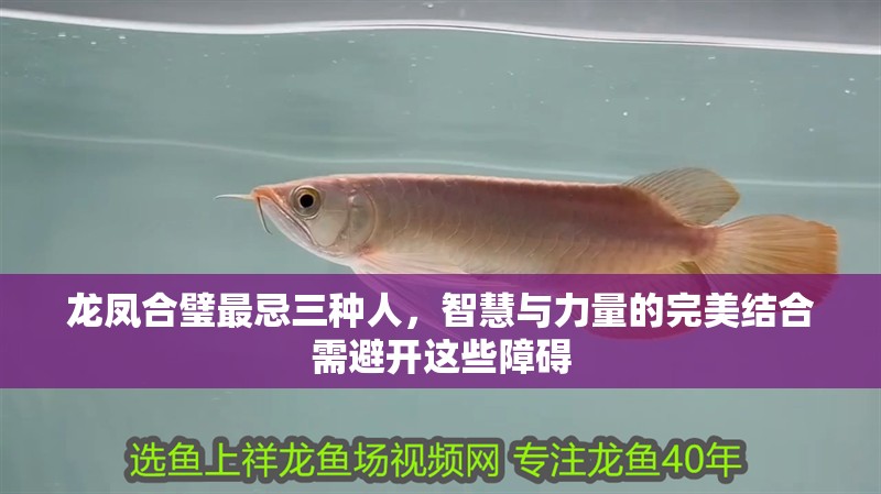 龍鳳合璧最忌三種人，智慧與力量的完美結(jié)合需避開(kāi)這些障礙