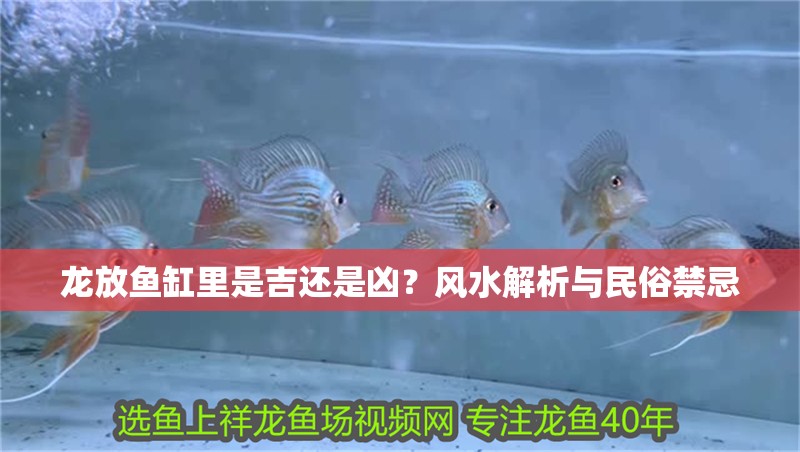 龍放魚缸里是吉還是兇？風(fēng)水解析與民俗禁忌