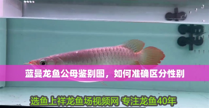 藍(lán)曼龍魚(yú)公母鑒別圖，如何準(zhǔn)確區(qū)分性別