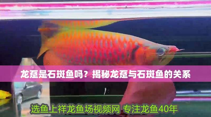 龍躉是石斑魚嗎？揭秘龍躉與石斑魚的關系