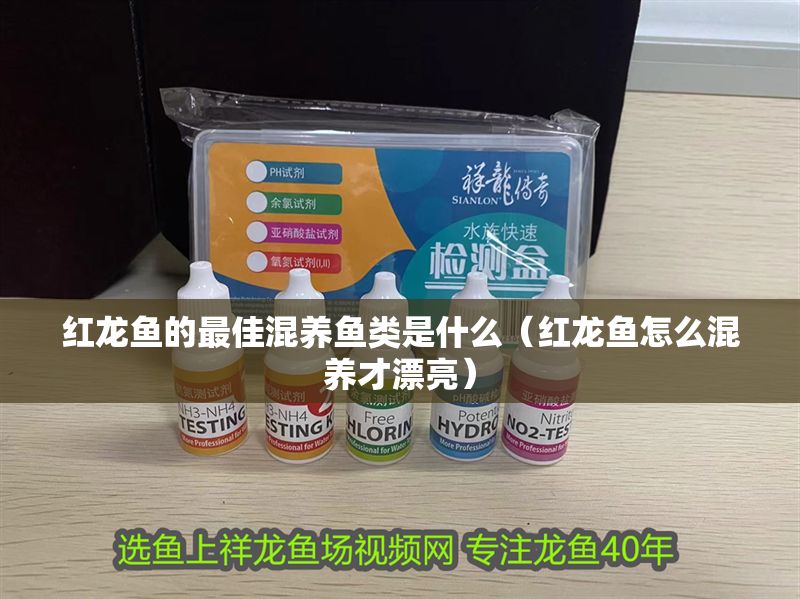 紅龍魚的最佳混養(yǎng)魚類是什么（紅龍魚怎么混養(yǎng)才漂亮）