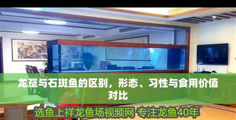 龍躉與石斑魚的區別，形態、習性與食用價值對比 龍躉與石斑魚的區別，形態、習性與食用價值對比 龍魚百科 第1張