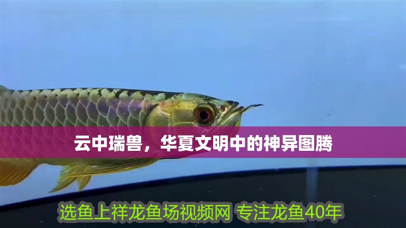 云中瑞獸，華夏文明中的神異圖騰