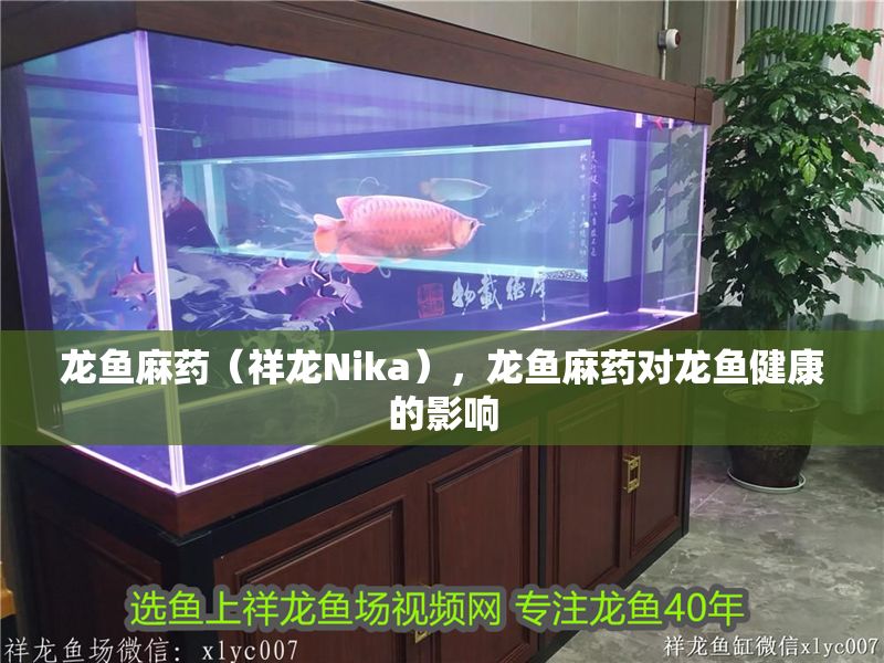龍魚麻藥（祥龍Nika），龍魚麻藥對龍魚健康的影響