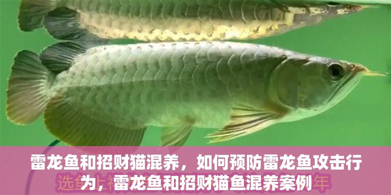 雷龍魚和招財貓混養，如何預防雷龍魚攻擊行為，雷龍魚和招財貓魚混養案例
